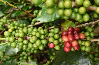 Ağaçta olgunlaşan kahve çekirdekleri