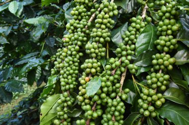 Köküne yeşil kahve.