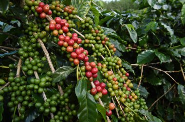 Ağaçta olgunlaşan kahve çekirdekleri