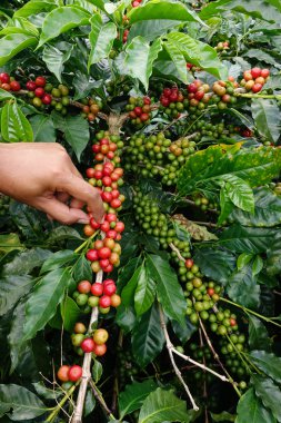 el yakından tutmak kahve çekirdekleri