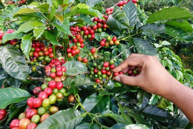 el yakından tutmak kahve çekirdekleri