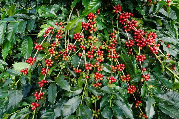 Granos de café madurando en un árbol —  Fotos de Stock