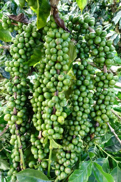 Green coffee beans on stem