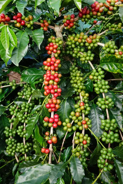 Granos de café madurando en un árbol —  Fotos de Stock