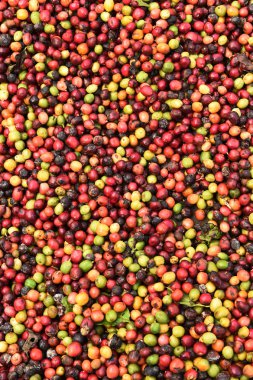 kızartma önce taze kahve çekirdekleri