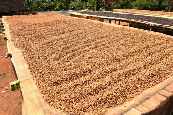 Grains de café séchés au soleil — Photo