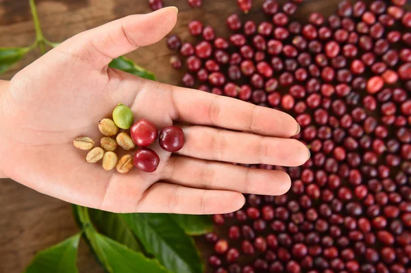 Grano de café fresco en la mano en el café de bayas rojas — Foto de Stock