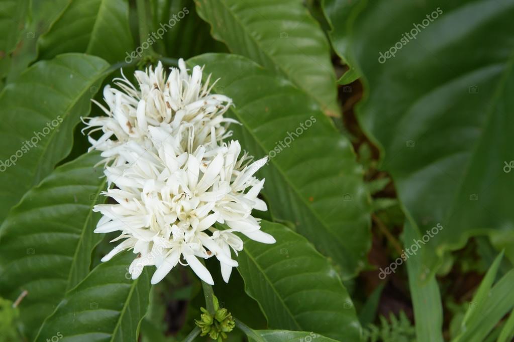 depositphotos_94576424-stock-photo-coffe
