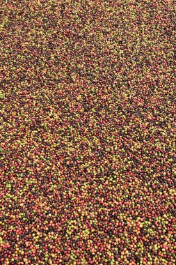 kızartma önce taze kahve çekirdekleri