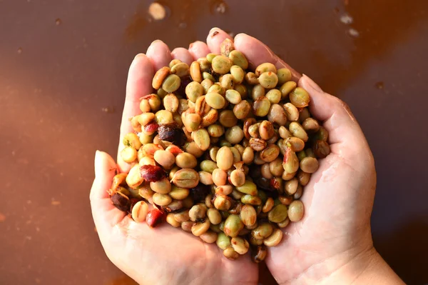 Grains de café, Dans la méthode de fermentation et de lavage — Photo