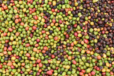 kızartma önce taze kahve çekirdekleri