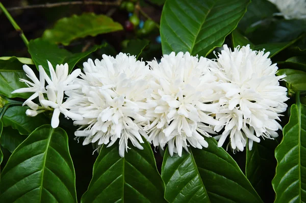 Kaffeebaumblüte mit weißer Farbe Blume — Stockfoto