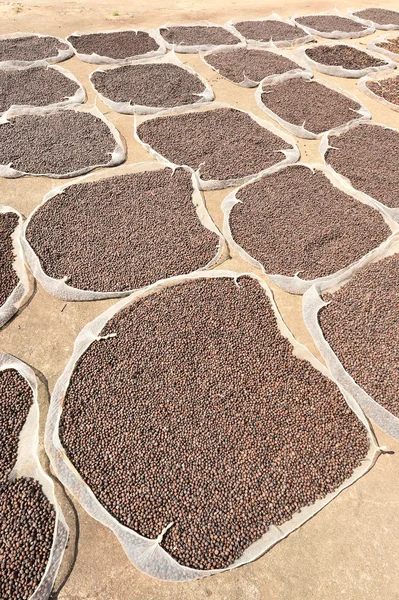 Close up de grãos de café secos — Fotografia de Stock