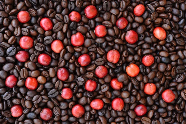 Red ripe coffee on coffee beans — Stock Photo, Image