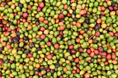 kızartma önce taze kahve çekirdekleri