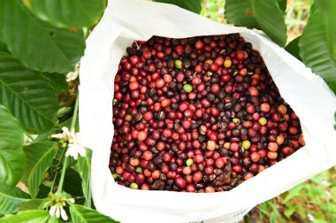 kızartma önce taze kahve çekirdekleri