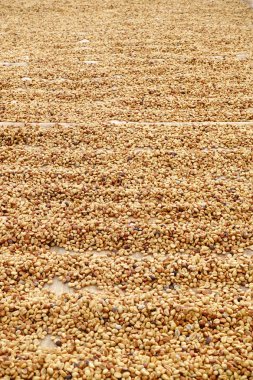 Kahve çekirdekleri güneşte kurutulmuş