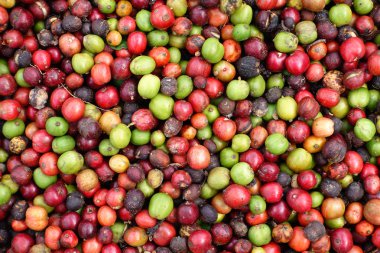 kızartma önce taze kahve çekirdekleri