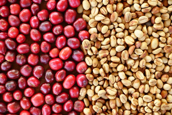 Fazole káva a čerstvé bobule fazole — Stock fotografie