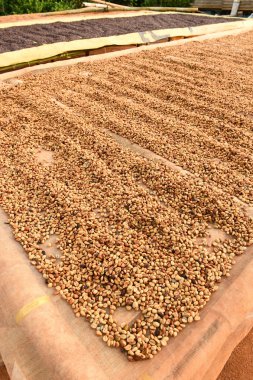 Kahve çekirdekleri güneşte kurutulmuş