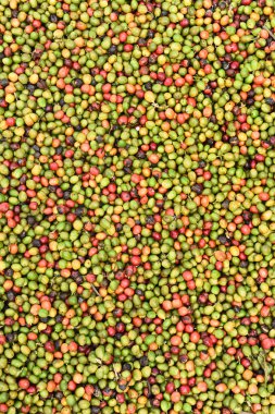 kızartma önce taze kahve çekirdekleri