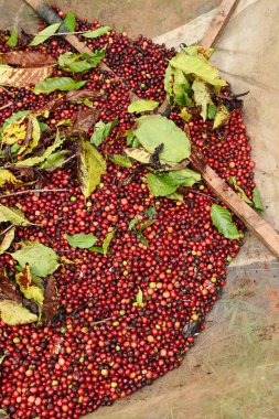 kızartma önce taze kahve çekirdekleri