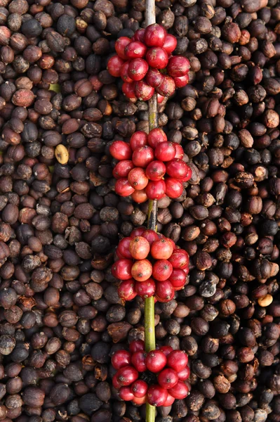 Koffiebonen rijping op gedroogde bessen koffie bonen — Stockfoto