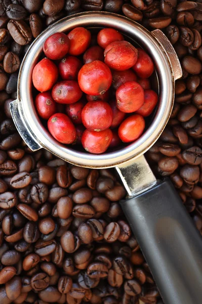 Czerwony dojrzałe kawa kawa — Zdjęcie stockowe