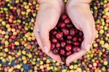 Taze kahve çekirdeği üzerinde kırmızı meyveler kahve elinde