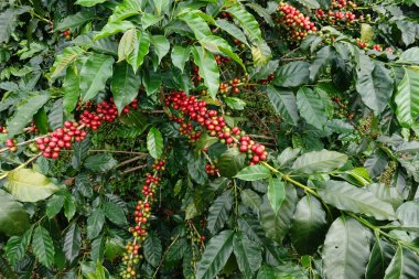 Ağaçta olgunlaşan kahve çekirdekleri