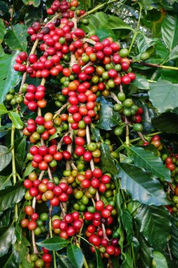 Ağaçta olgunlaşan kahve çekirdekleri