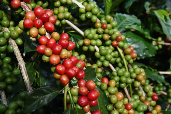 Granos de café madurando en un árbol —  Fotos de Stock