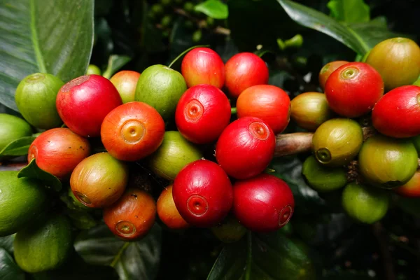 Granos de café madurando en un árbol —  Fotos de Stock