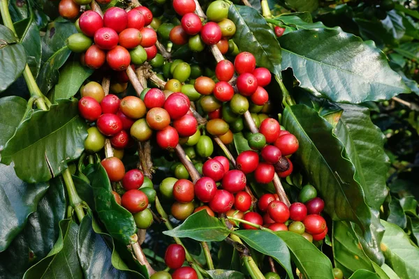 Koffiebonen rijpen op een boom — Stockfoto