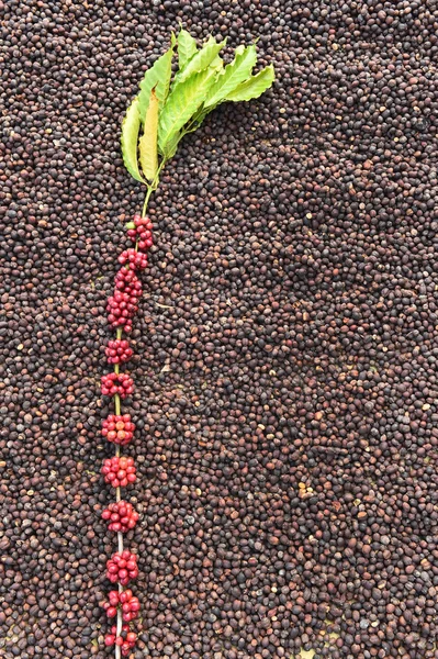 Kopi pematangan biji pada buah kopi kering — Stok Foto