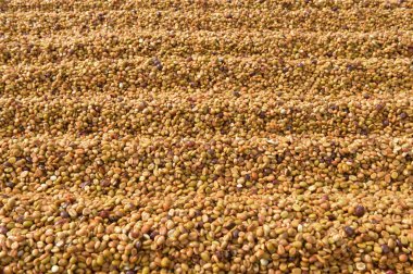 Kahve çekirdekleri güneşte kurutulmuş