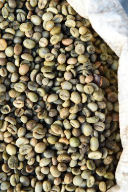 yeşil fasulye kahve çekirdekleri