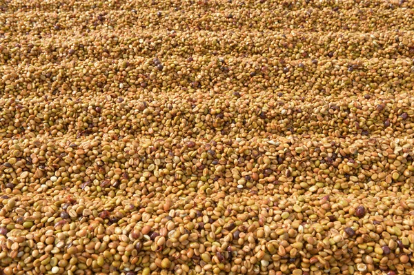 Koffiebonen gedroogd in de zon — Stockfoto