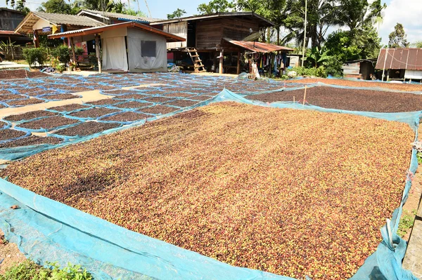 Koffiebonen gedroogd in de zon — Stockfoto