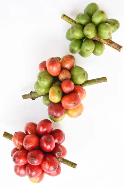 Rijp koffie bonen — Stockfoto