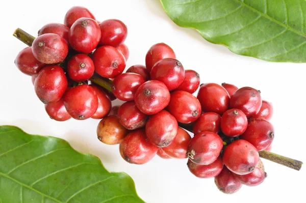 Rijp koffie bonen — Stockfoto