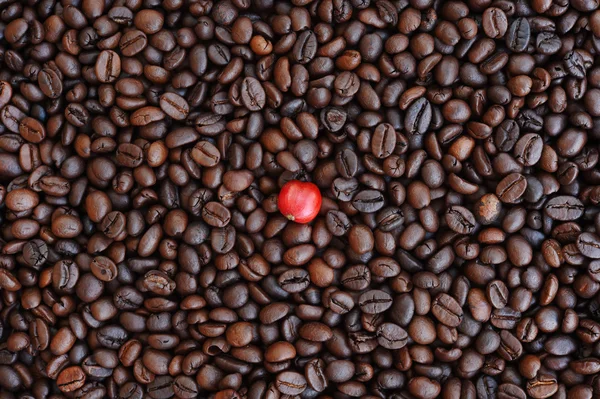 Café rojo maduro en granos de café — Foto de Stock