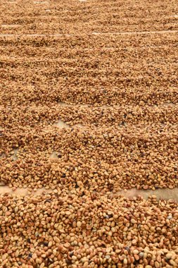 Kahve çekirdekleri güneşte kurutulmuş