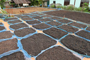 Kuru kahve çekirdekleri yakın çekim