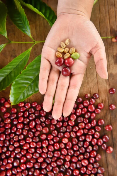 Čerstvé kávy bean v ruce na červené plody kávy — Stock fotografie