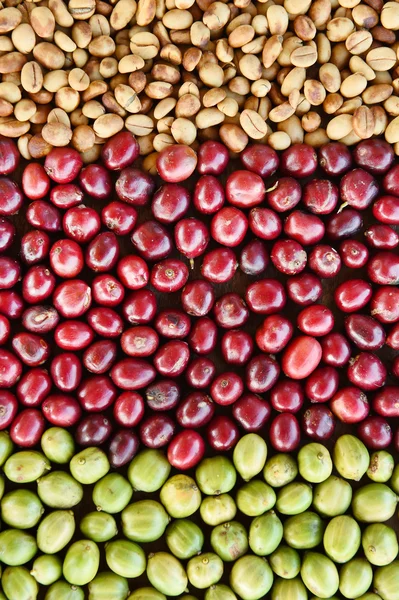 Ziarna kawy i świeże jagody fasoli — Zdjęcie stockowe