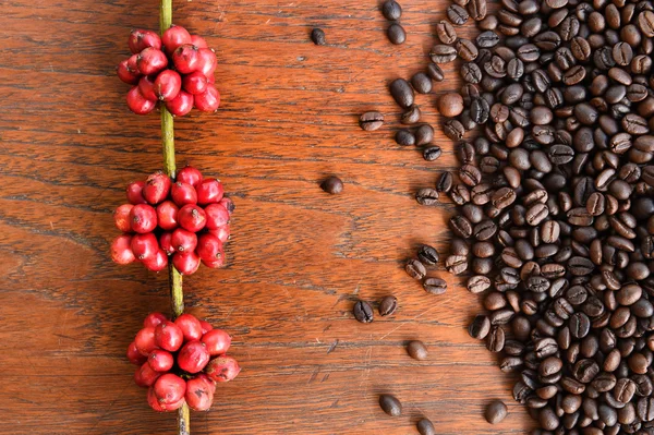 Coffe beans and fresh berries beans — Stock Photo, Image