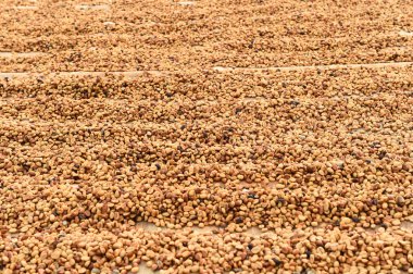 Kahve çekirdekleri güneşte kurutulmuş