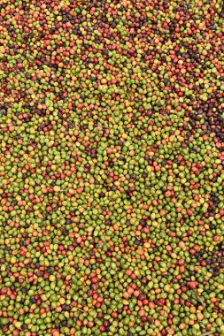 kızartma önce taze kahve çekirdekleri