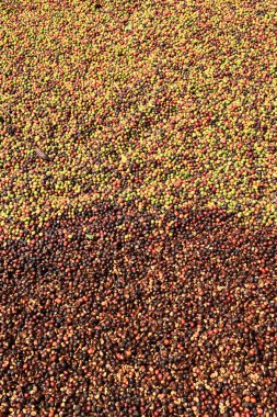 Kırmızı meyveler kahve güneşte kurutma